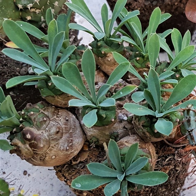 Euphorbia x japonica