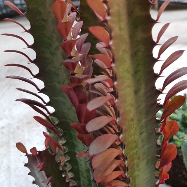 Euphorbia hermentiana rubra