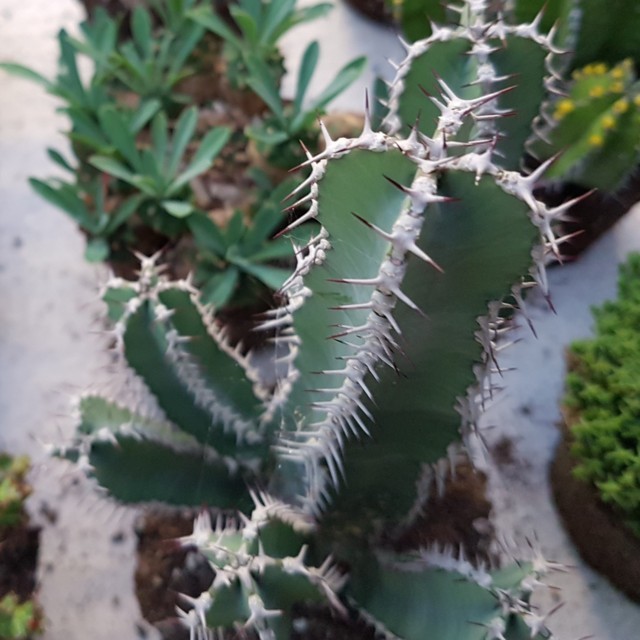 Euphorbia polyacantha