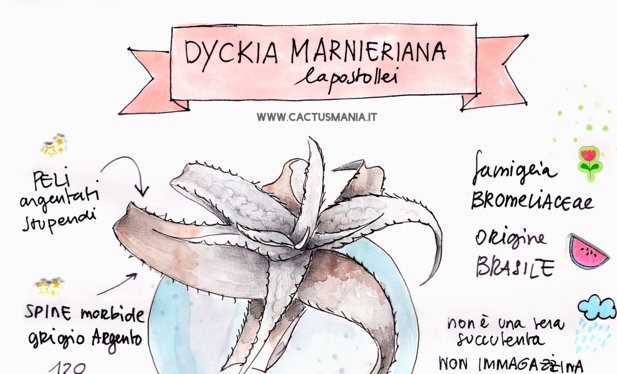 Dyckia Marnieriana