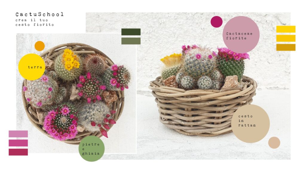 Cesto cactus fioriti