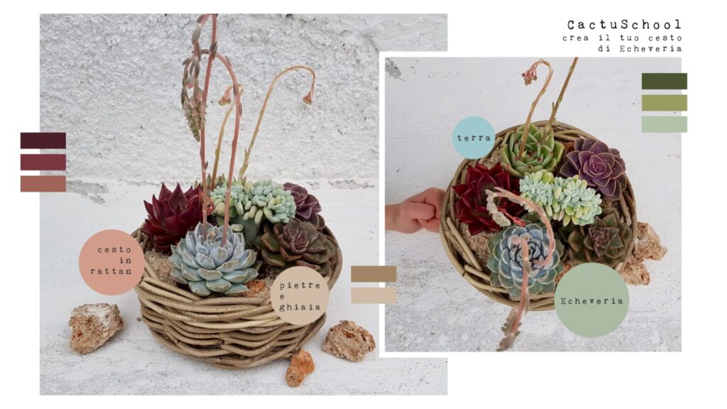 Cesto Echeveria