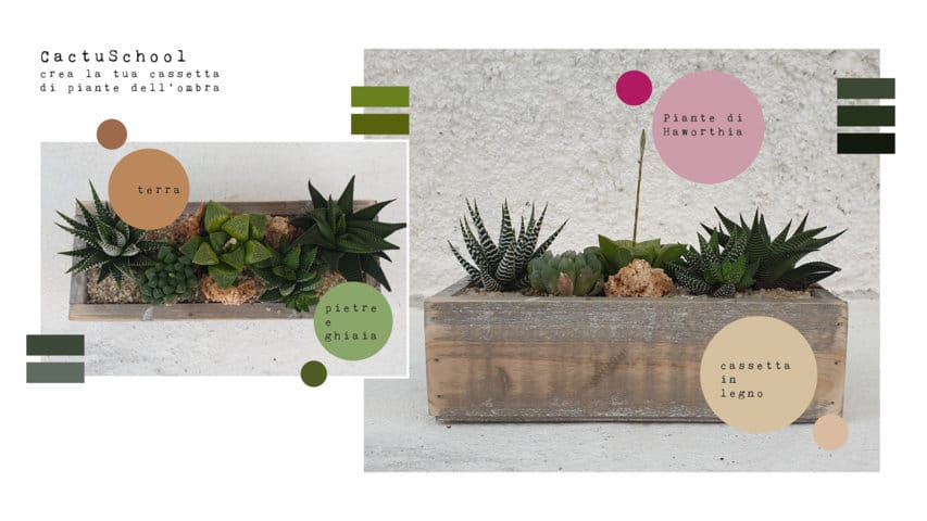Composizione Haworthia