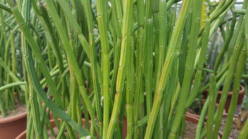 Euphorbia sipolisi