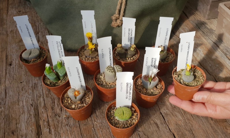 Lithops
