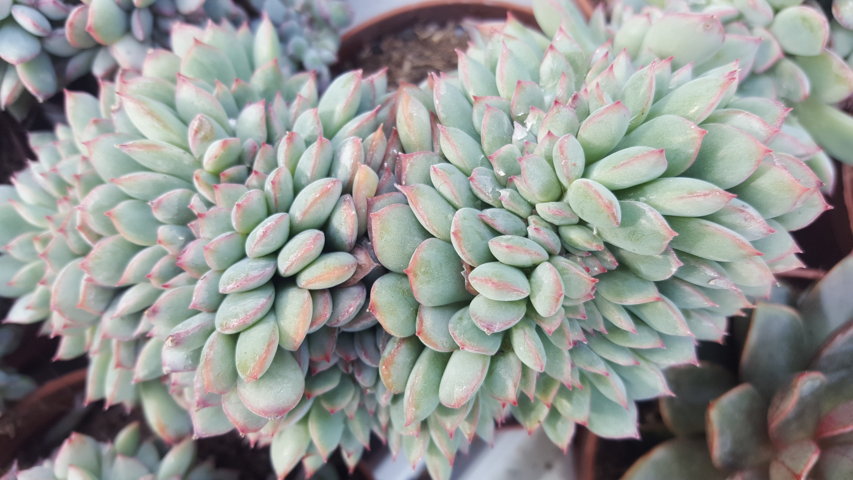 Echeveria apus crestata