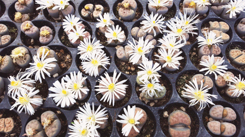 Lithops fiori