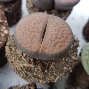 Lithops aucampiae v. eunicea C48