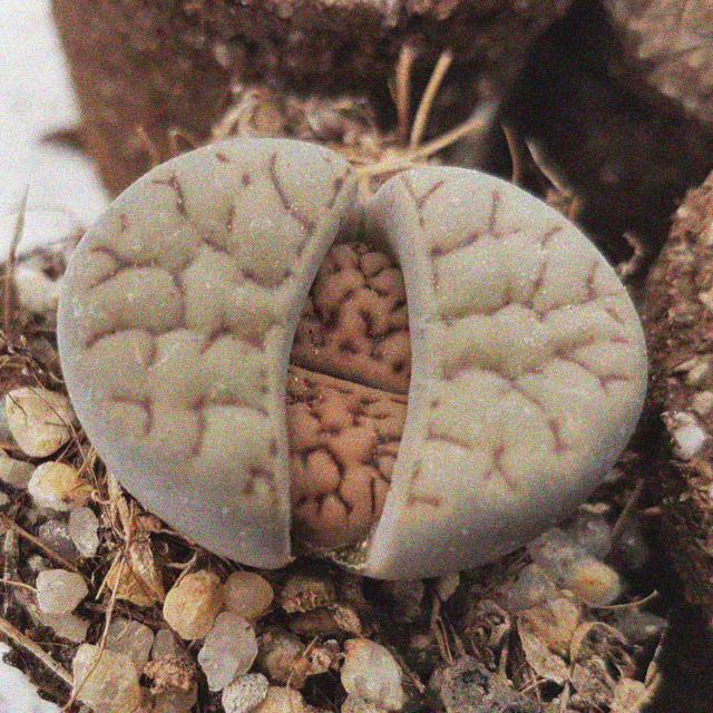Lithops bromfieldii mennellii C44