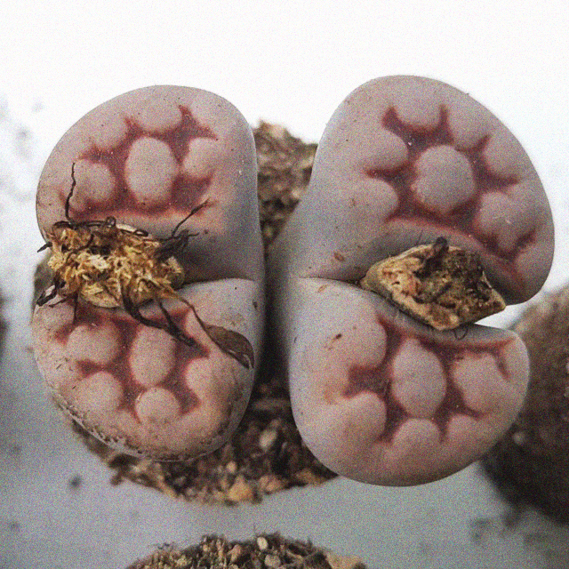 Lithops karasmontana Michkbergensis