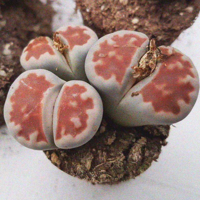 Lithops karasmontana lateritia