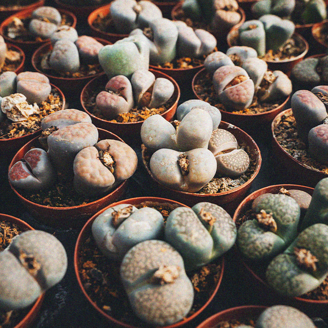 Fiori Lithops