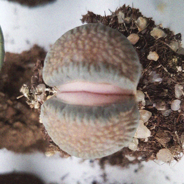 Lithops villetii