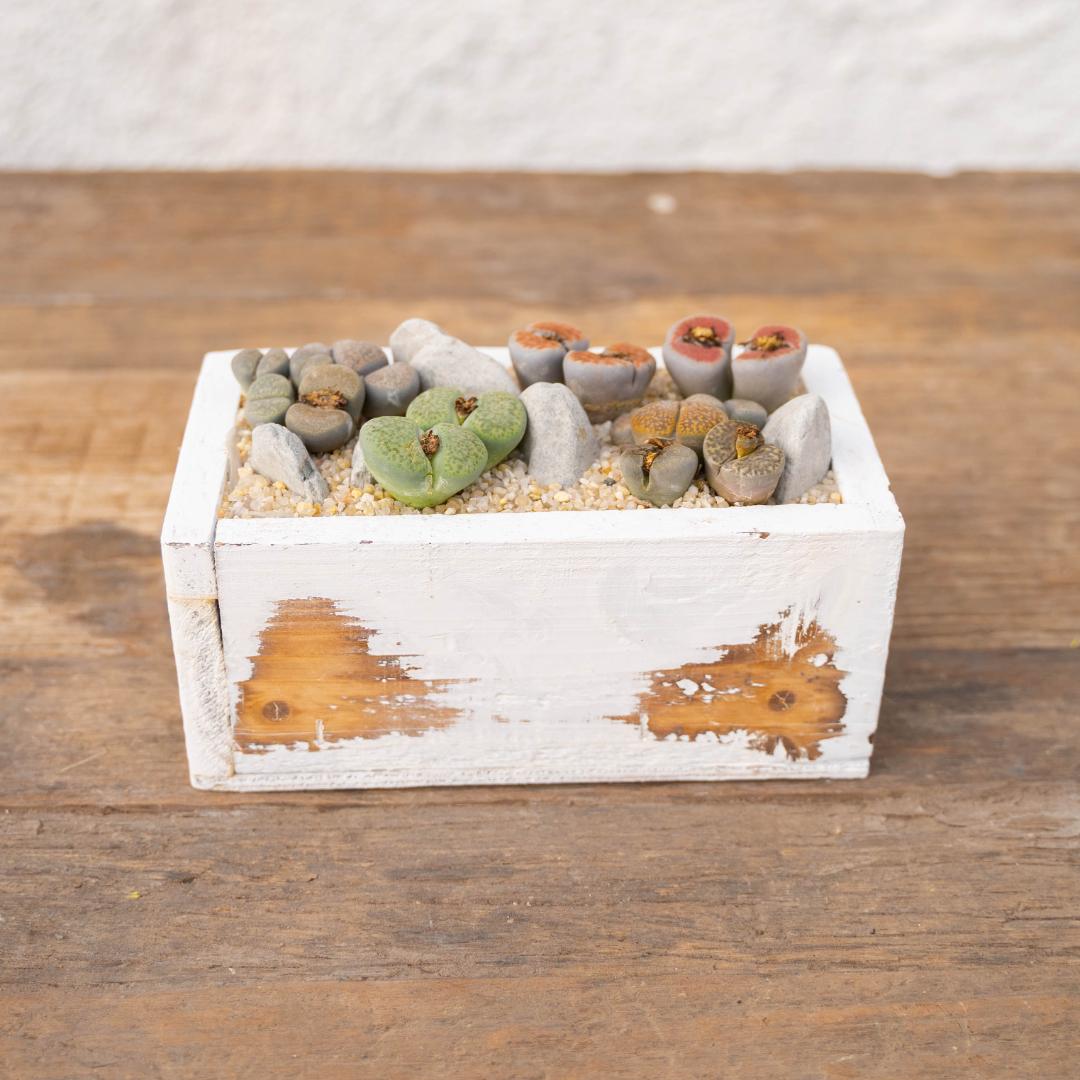 Composizione Sassi Viventi (Lithops) - Componi la tua Mania