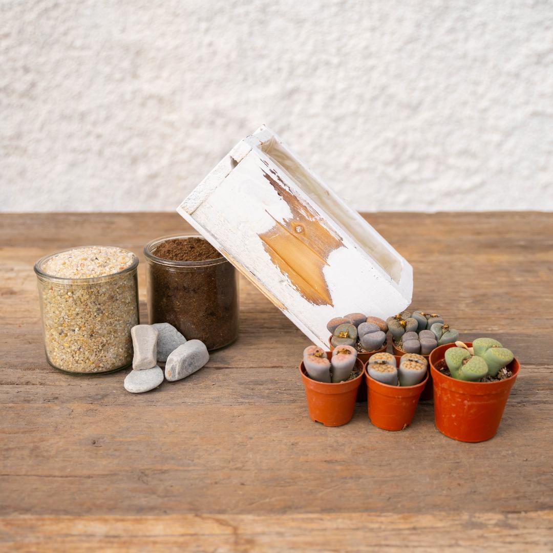 Composizione Sassi Viventi (Lithops) - Componi la tua Mania