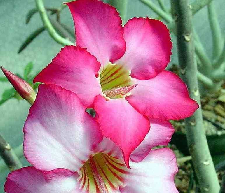 Kit Adenium arabicum Kit Adenium arabicum