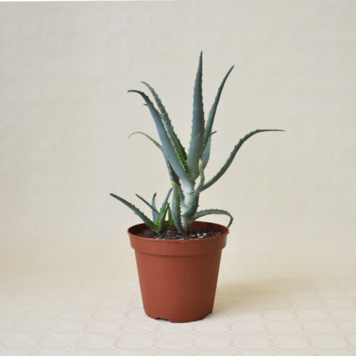 Aloe arborescens vaso Ø 14
