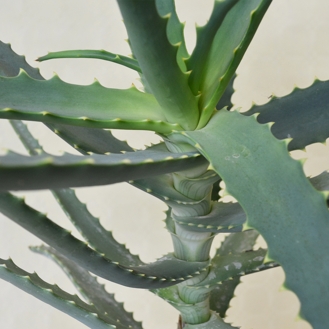 Aloe arborescens vaso Ø 25 - immagine 2