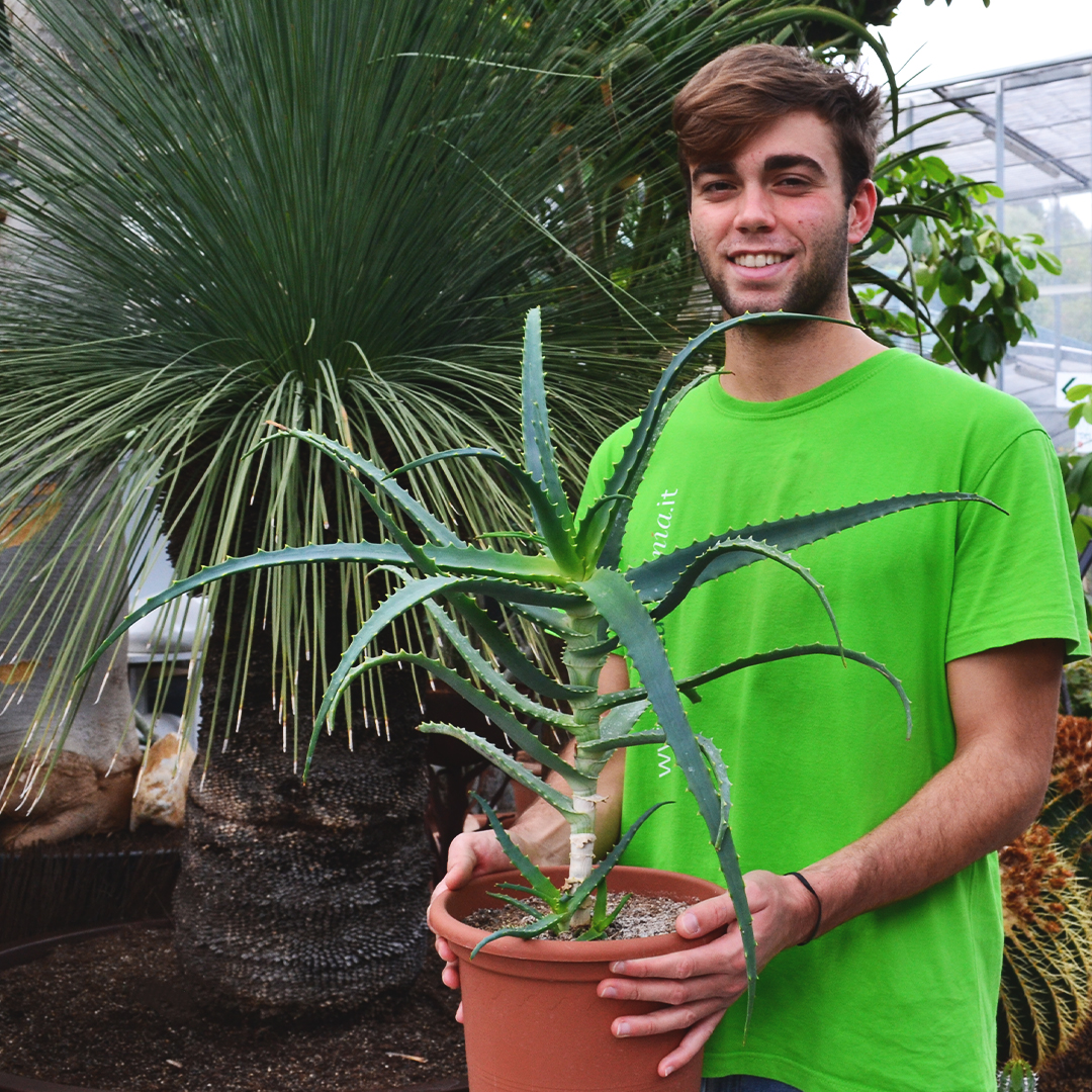 Aloe arborescens vaso 25