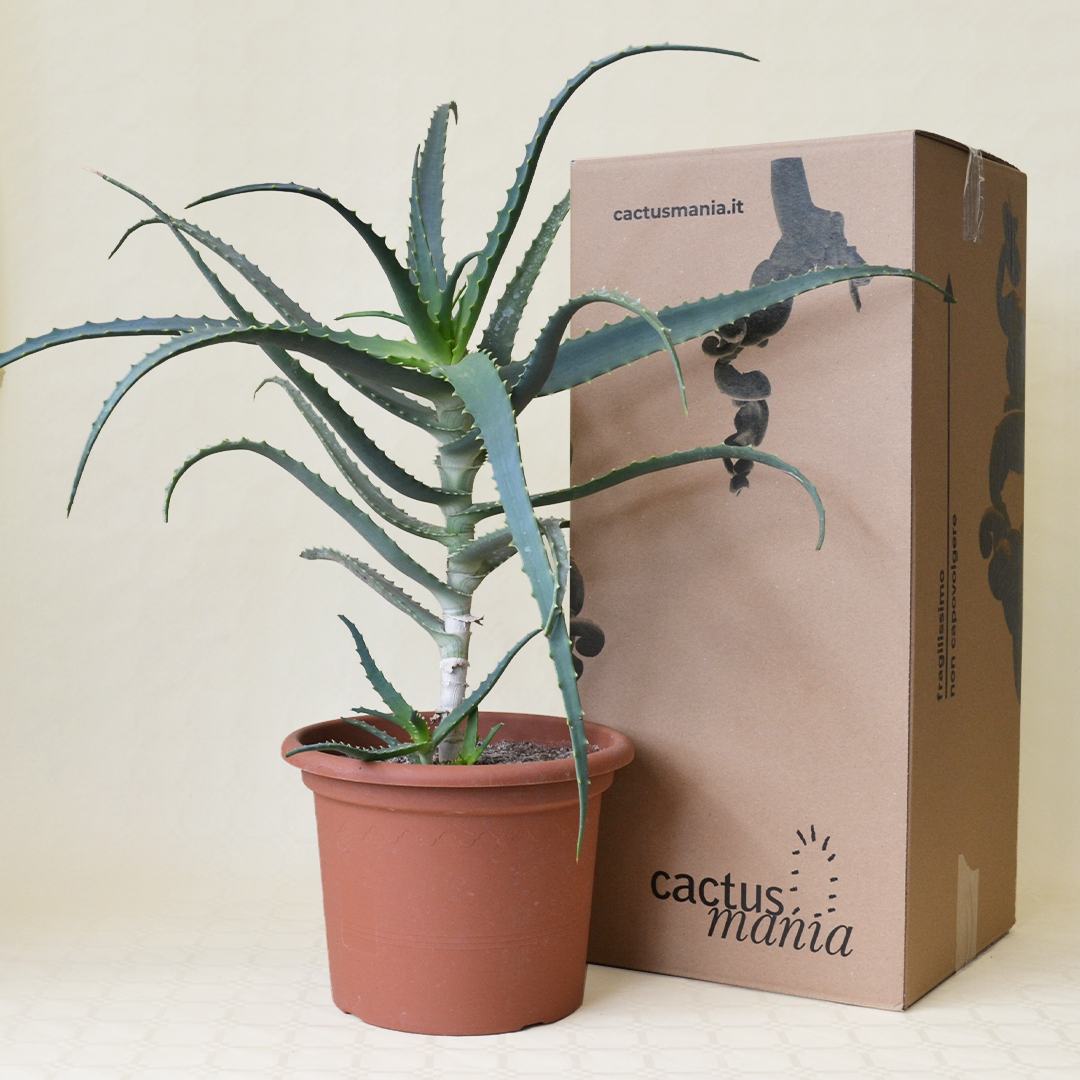 Aloe arborescens vaso 25