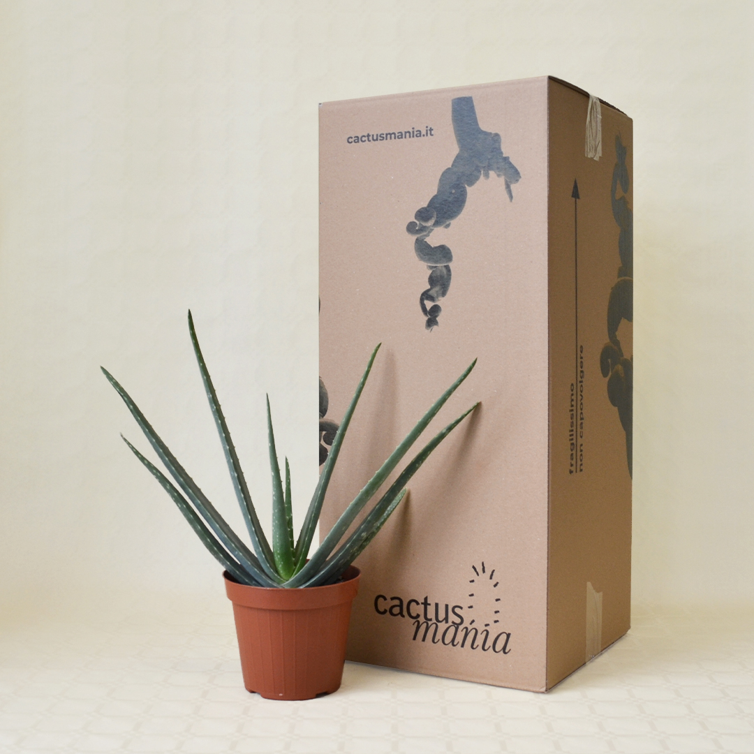 Aloe vera vaso Ø 14