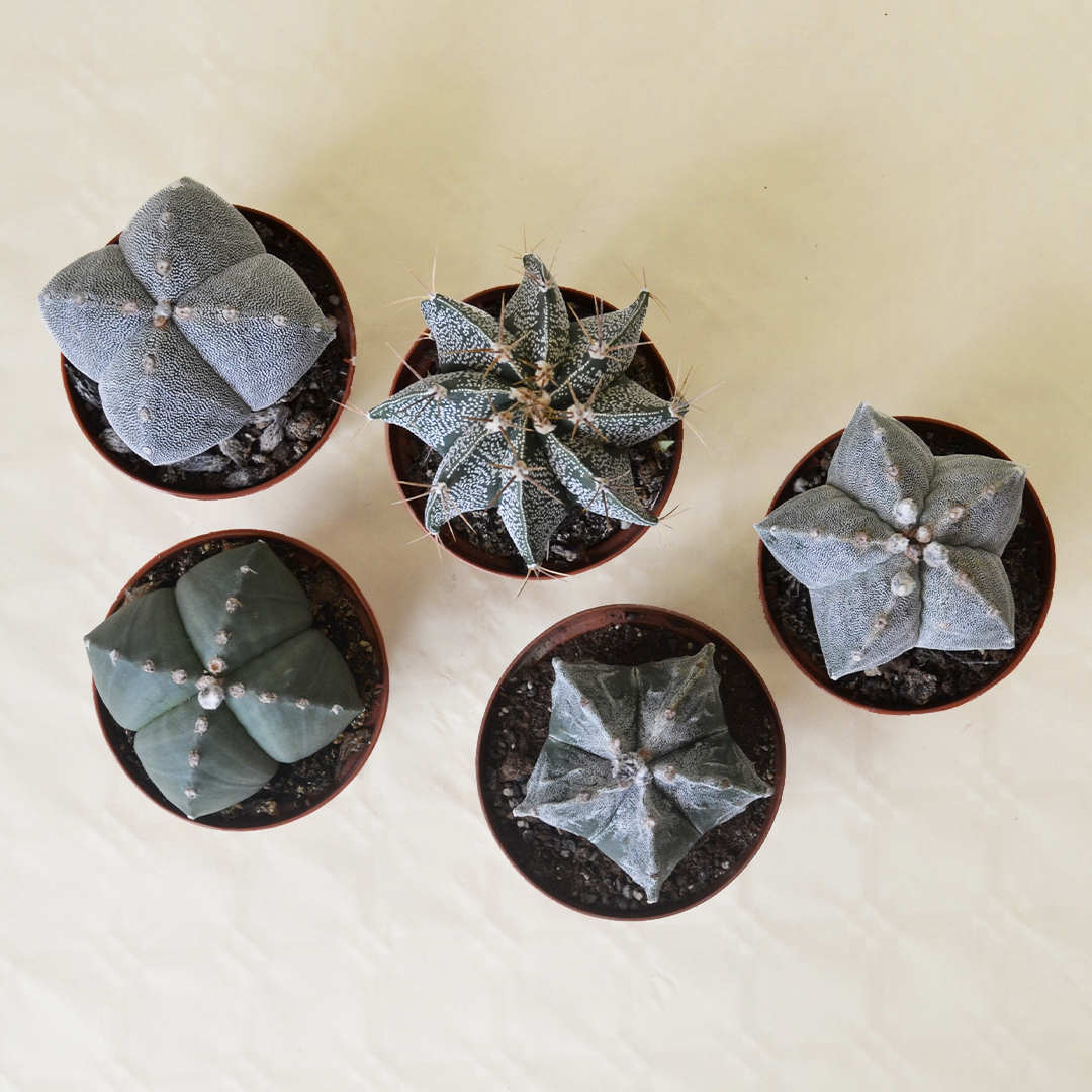 Collezione 5 Astrophytum vaso 10,5