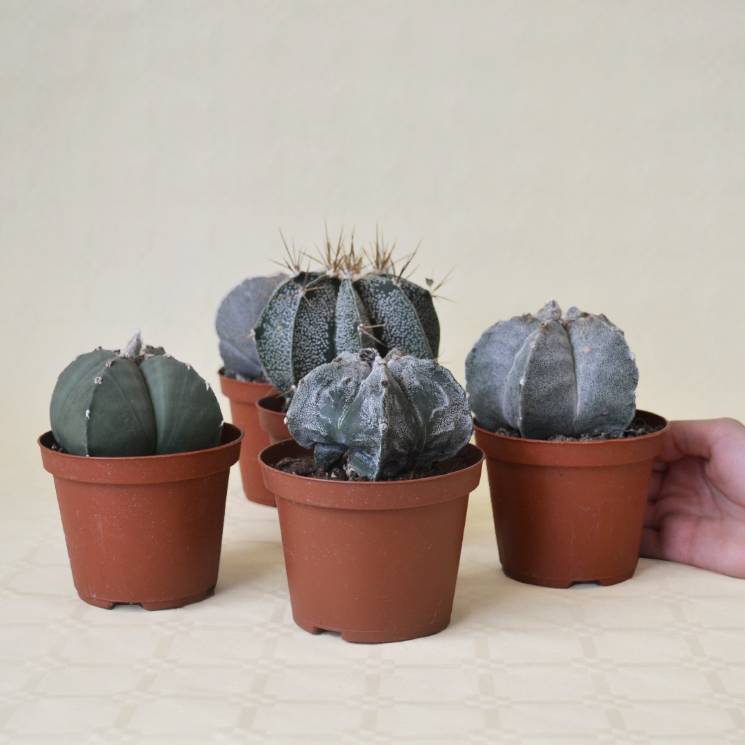 Collezione 5 Astrophytum vaso 10,5