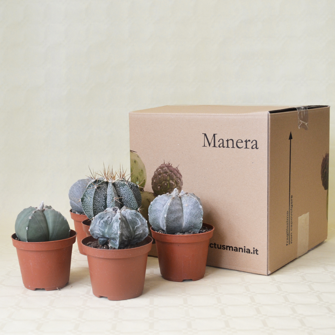 Collezione 5 Astrophytum vaso 10,5