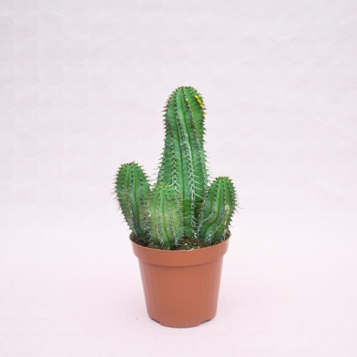 Euphorbia fruticosa vaso Ø 14