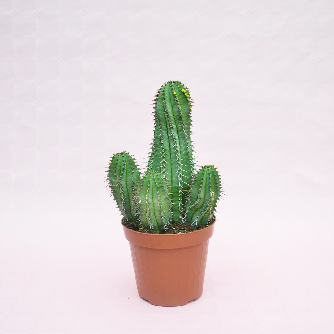 Euphorbia fruticosa vaso Ø 14
