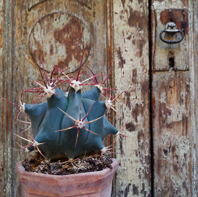 Ferocactus emoryi
