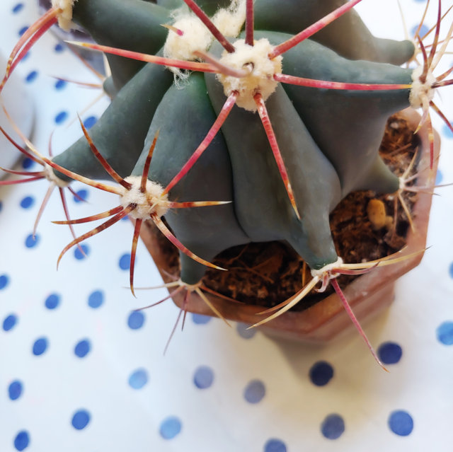 Ferocactus emoryi