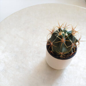 Ferocactus histrix