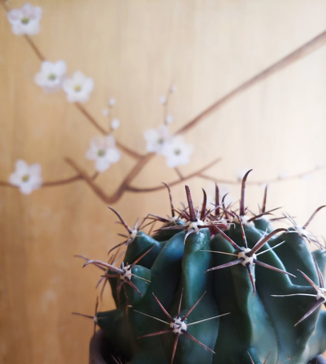Ferocactus horridus
