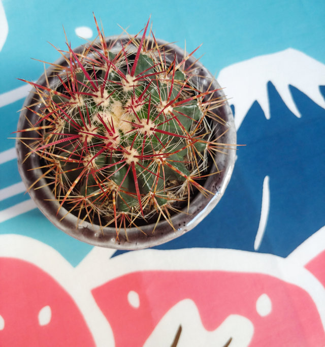 Ferocactus stainesi Pilosus