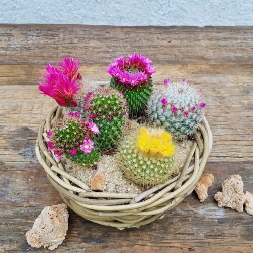 Kit Cactus Fioriti