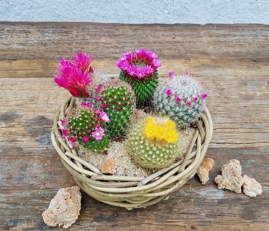 Kit Cactus Fioriti