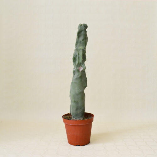 Lophocereus schottii inermis vaso 14