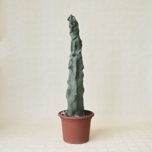 Lophocereus schottii inermis vaso 20