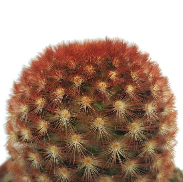 Mammillaria carmenae