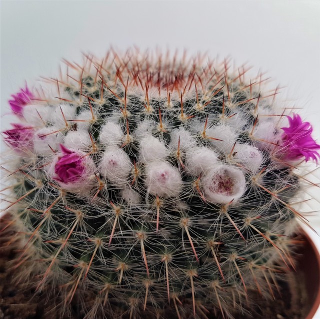 Mammillaria hahniana