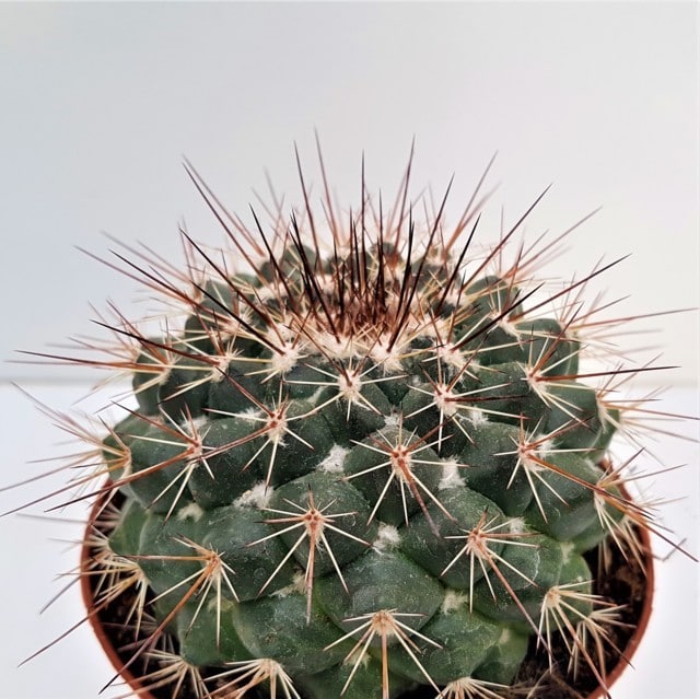 Mammillaria melanocentra