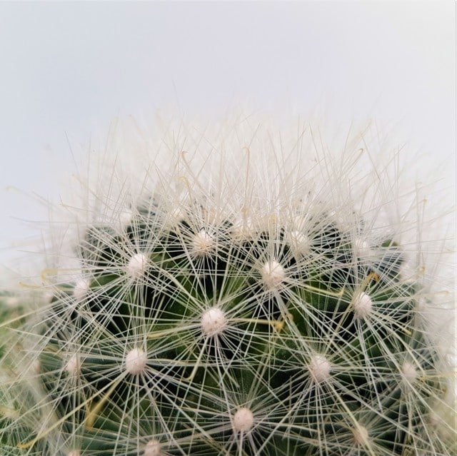 Mammillaria senilis