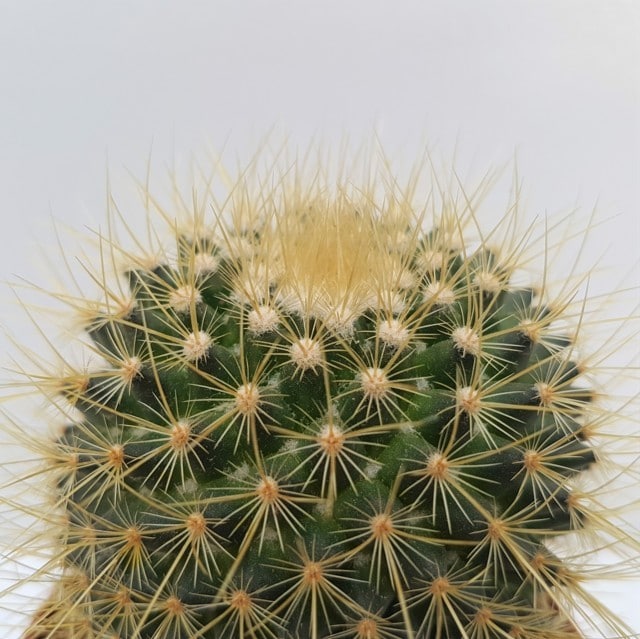 Mammillaria spinosissima 'Un Pico'