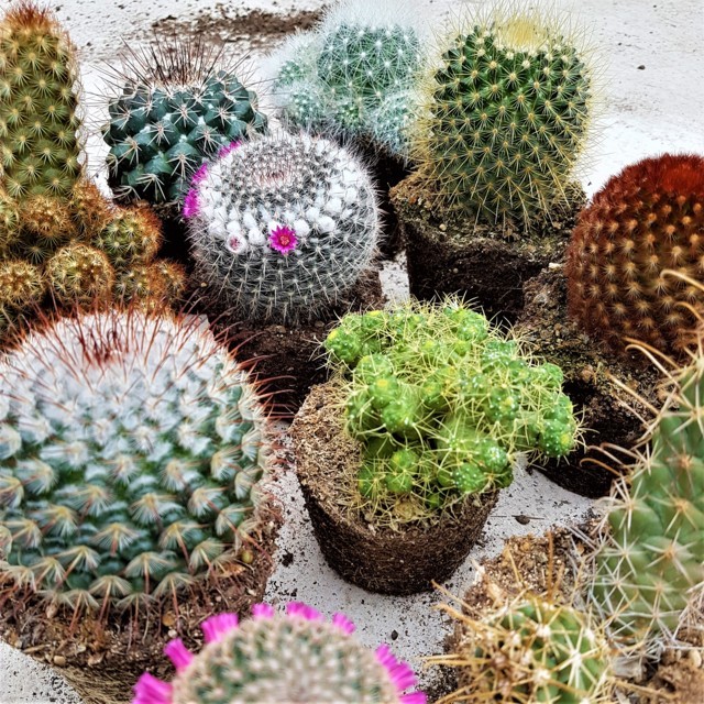 Mammillaria