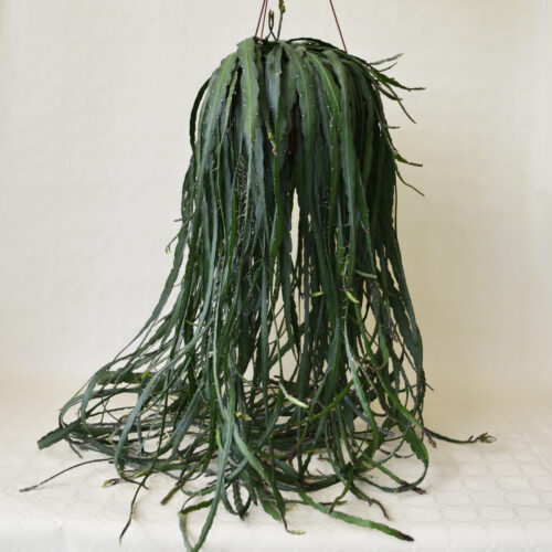 Rhipsalis cruciformis vaso basket 20 XL