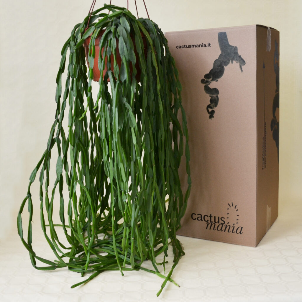 Rhipsalis paradoxa vaso basket