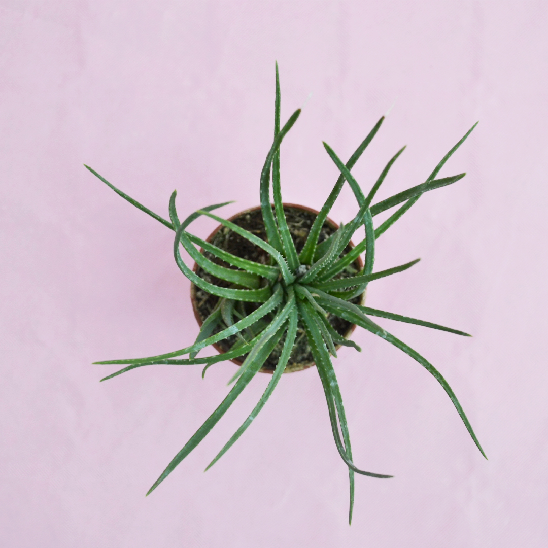 Aloe bowiea vaso 5,5