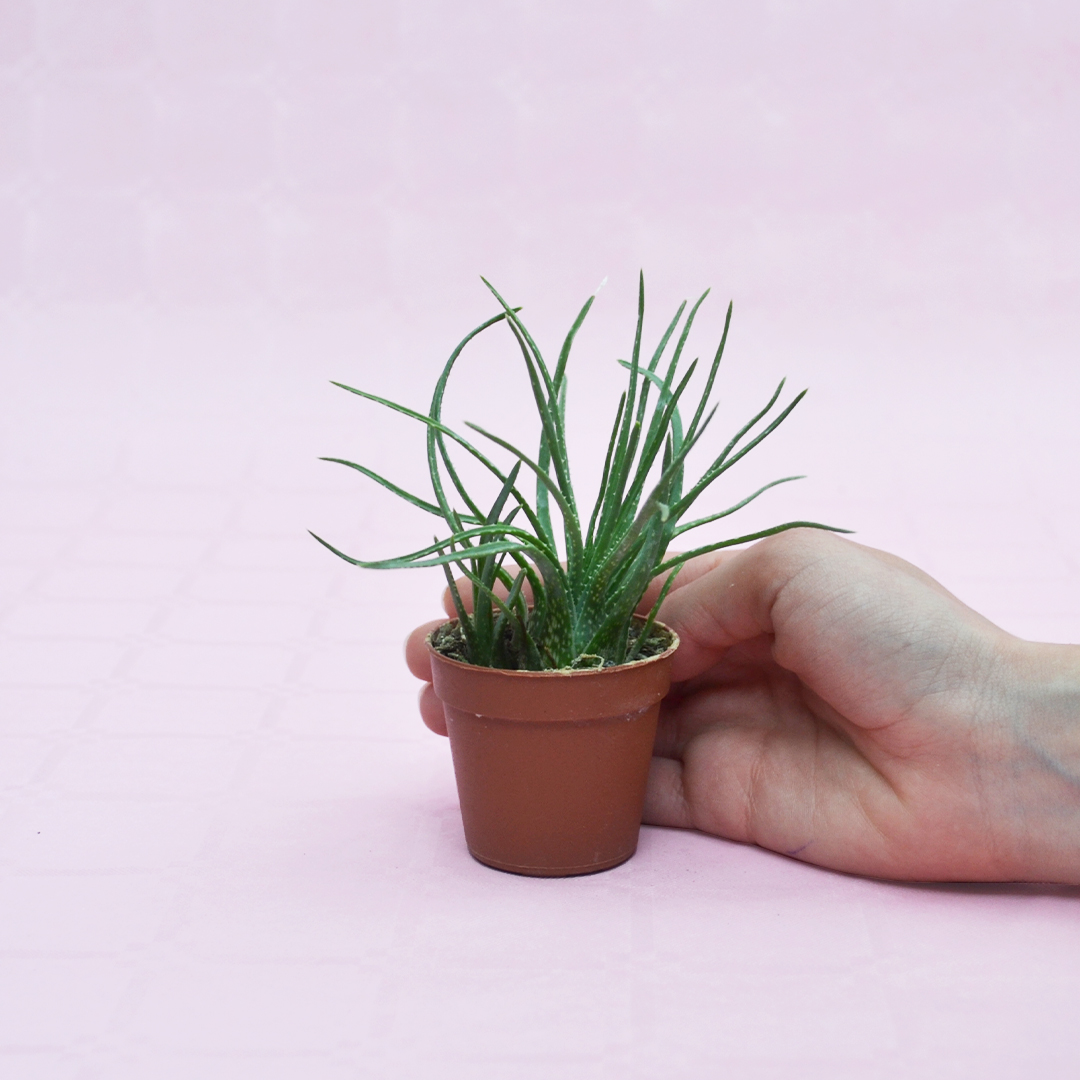Aloe bowiea vaso 5,5