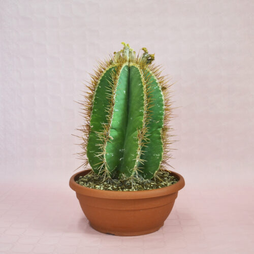 astrophytum ornatum vaso 30-1